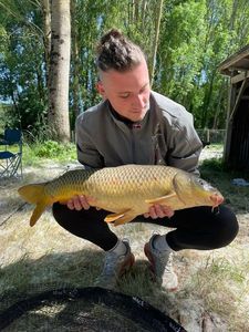 Common Carp