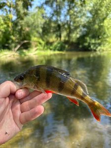 European Perch