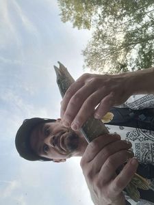 Northern Pike caught by Dino Manisi