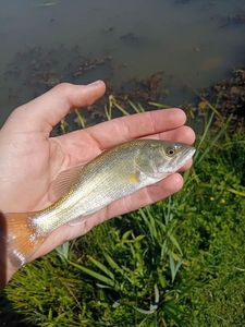 Largemouth Bass
