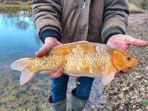 Koï Fish