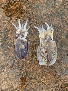 Common Cuttlefish
