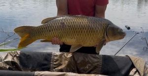 Common Carp