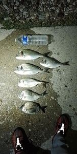 Gilthead Seabream