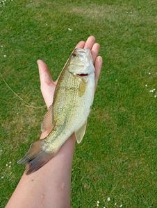 Largemouth Bass