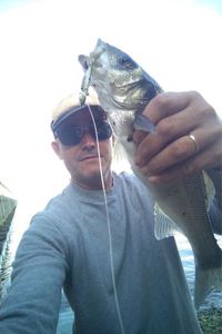 European Bass (Seabass)
