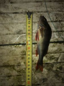 European Perch