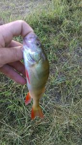 European Perch