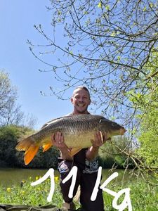 Common Carp