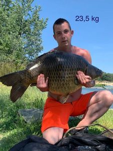 Common Carp