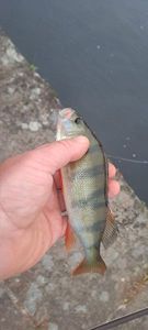 European Perch