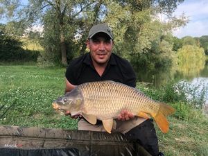 Common Carp