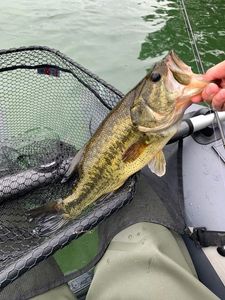 Largemouth Bass