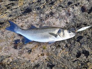 European Bass (Seabass)