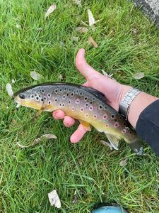 Brown Trout