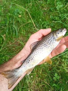 Brown Trout