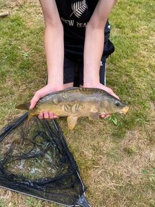 Mirror Carp