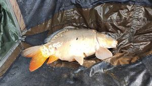 Mirror Carp