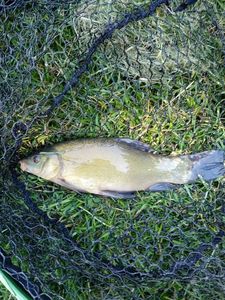 Tench