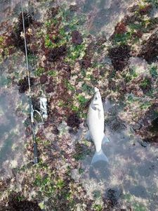 European Bass (Seabass)