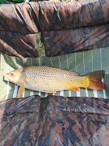 Common Carp