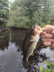 Largemouth Bass