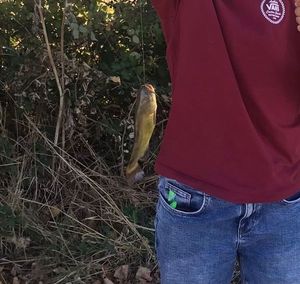 Black Bullhead