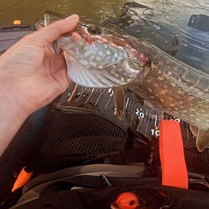 Northern Pike