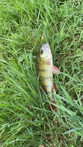 European Perch