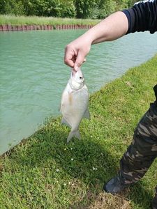 Common Bream