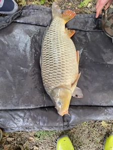 Common Carp
