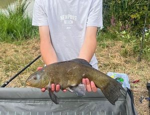 Tench