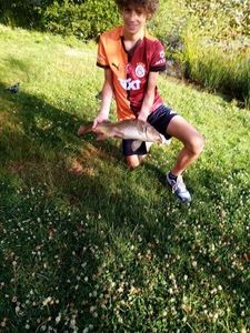 Common Carp