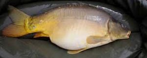 Mirror Carp