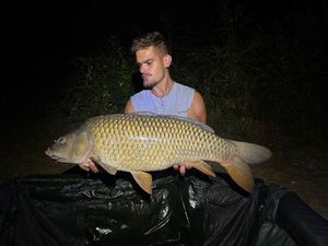 Common Carp