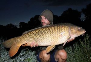 Common Carp
