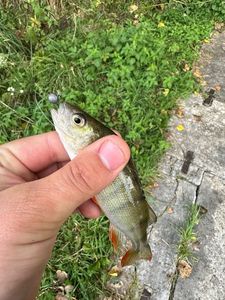 European Perch