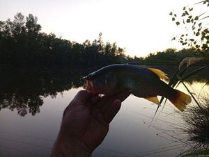 Largemouth Bass