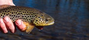 Brown Trout