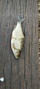 White bream