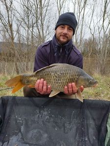 Common Carp