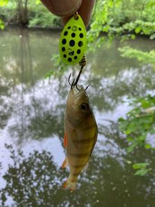 European Perch