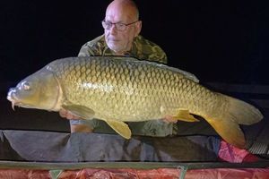 Common Carp