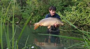Common Carp