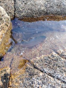 European Bass (Seabass)