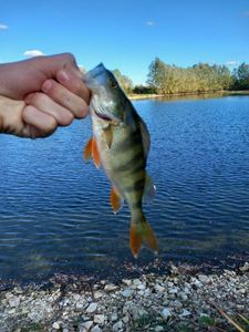 European Perch