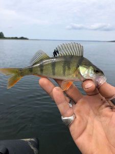 European Perch