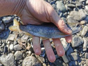 Brown Trout