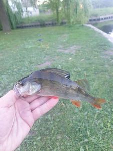 European Perch