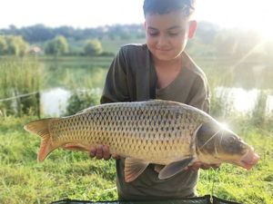 Common Carp